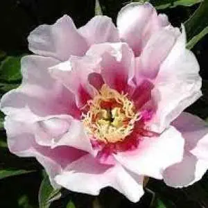 Paeonia Itoh Sonoma Blessing Pot C4 ** Pivoine ** | Central Jardin